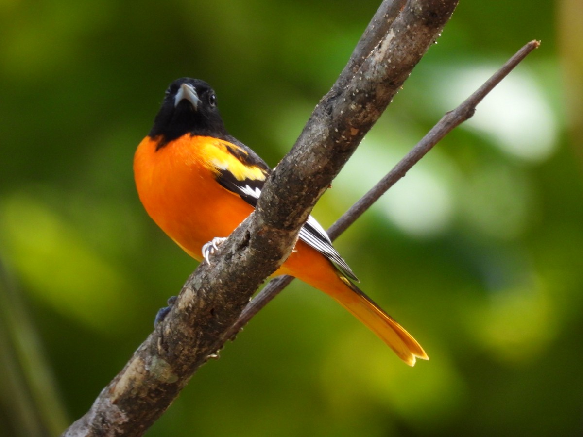 Baltimore Oriole - ML647164384