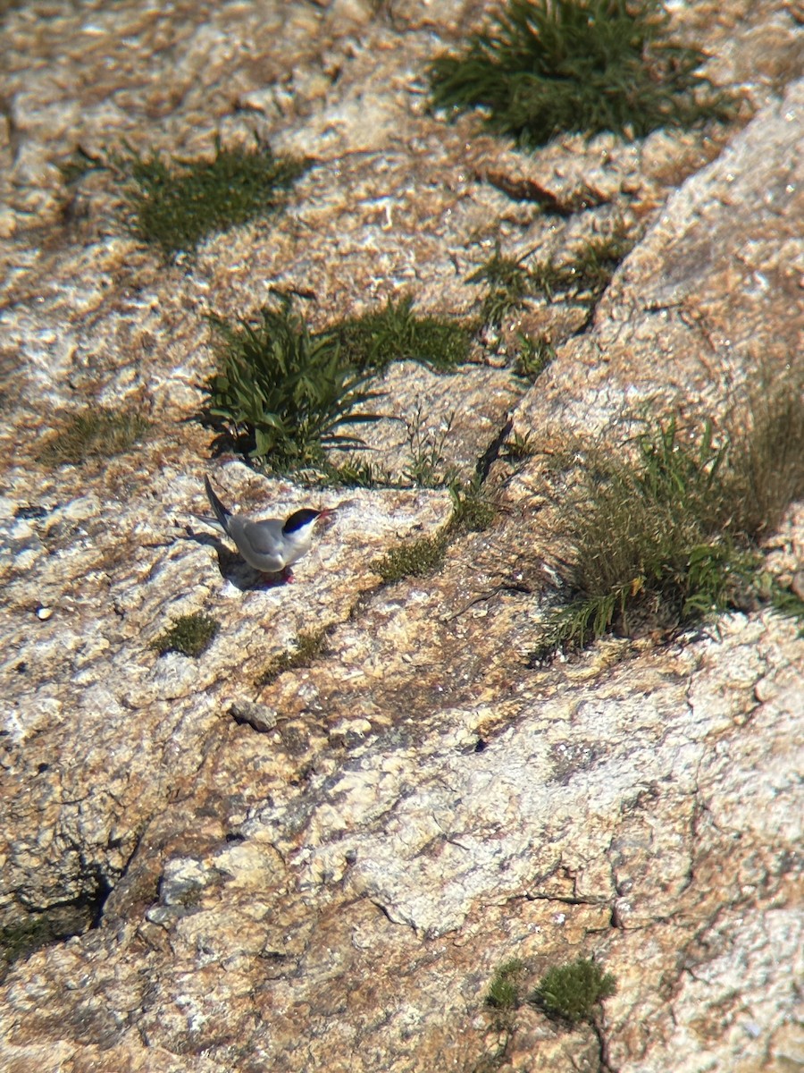 Common Tern - ML647164397