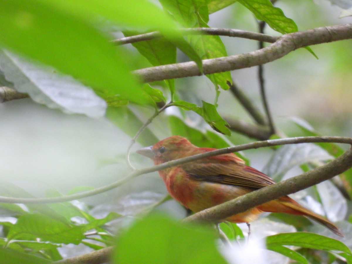 Summer Tanager - ML647164400