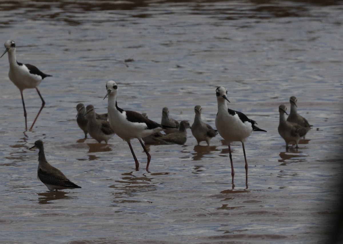 Black-necked Stilt - ML647164408