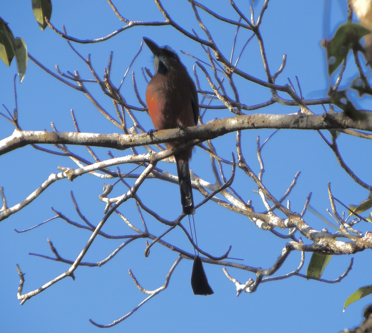 Turquoise-browed Motmot - ML647164409