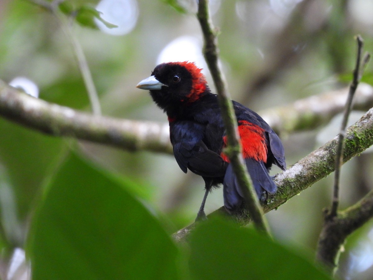 Crimson-collared Tanager - ML647164415