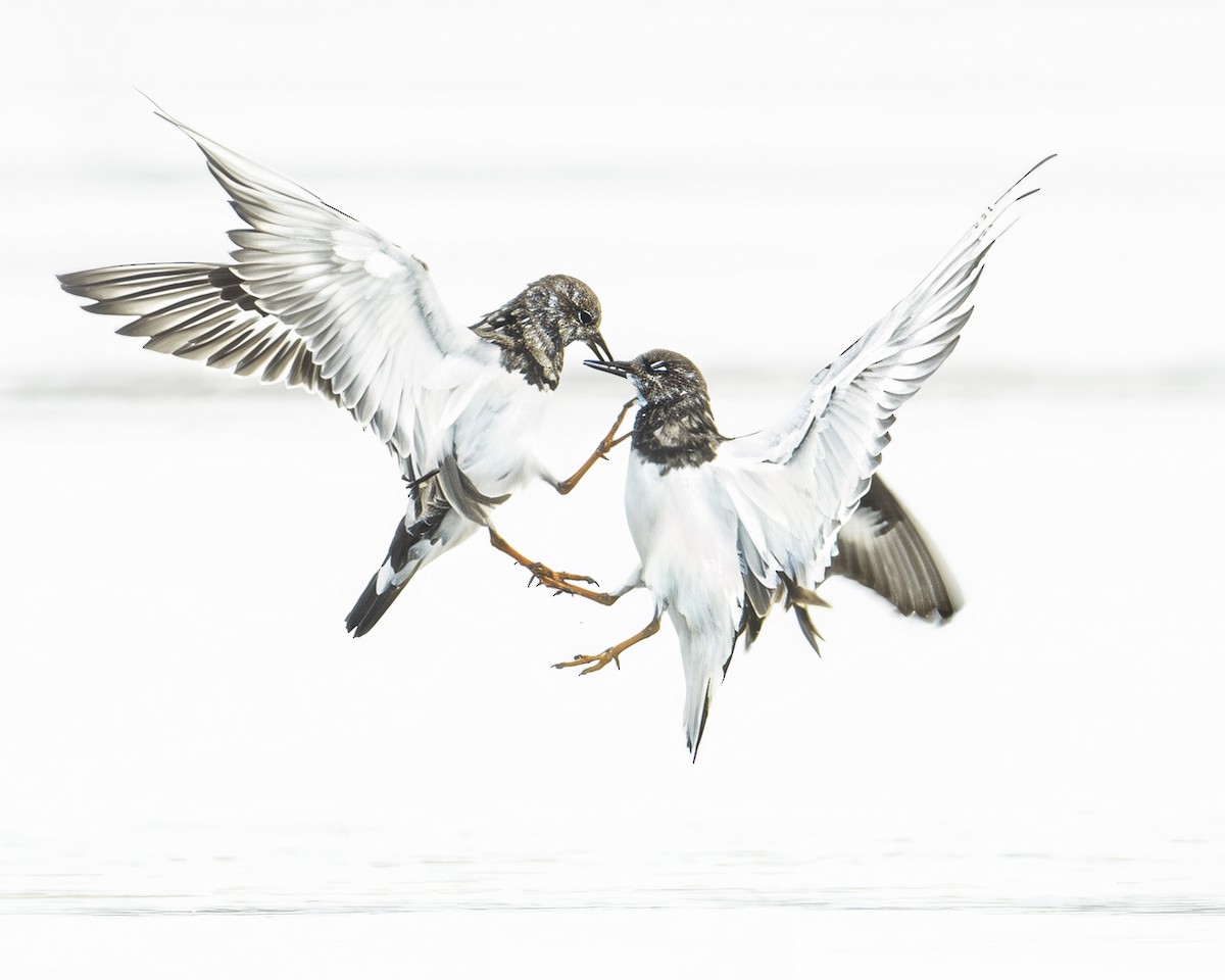 Steinwälzer - ML647164417