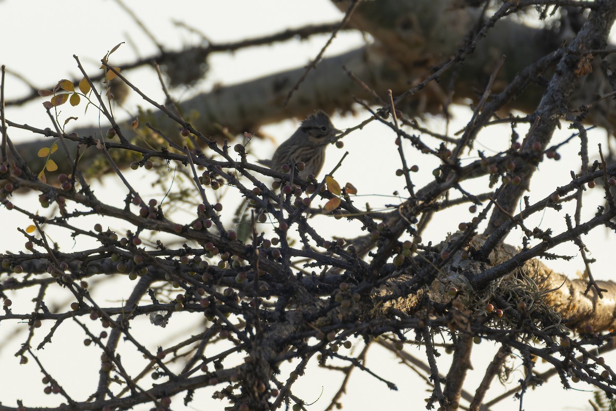 Lincoln's Sparrow - ML647164419