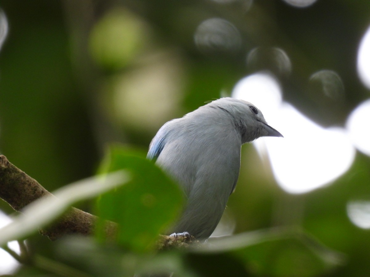 Blue-gray Tanager - ML647164421
