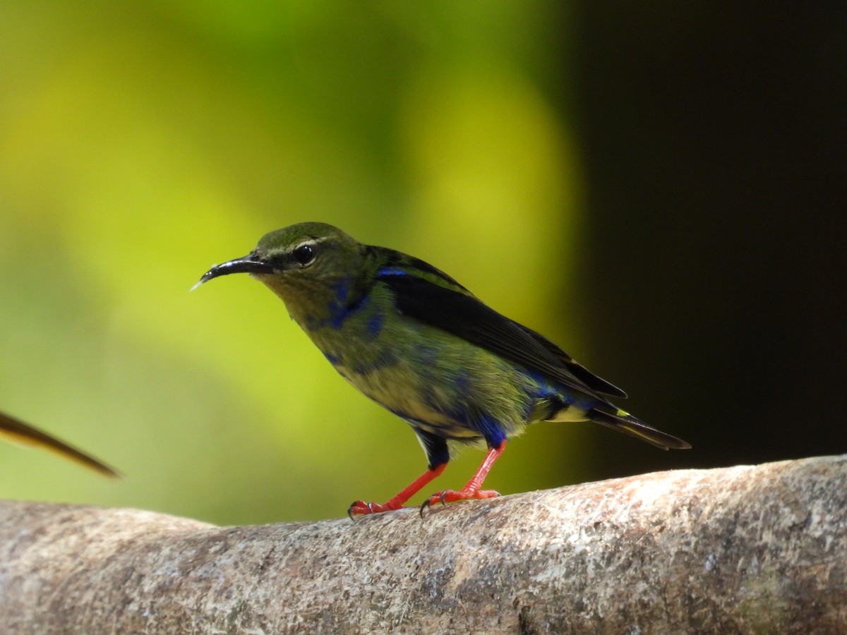 Red-legged Honeycreeper - ML647164425