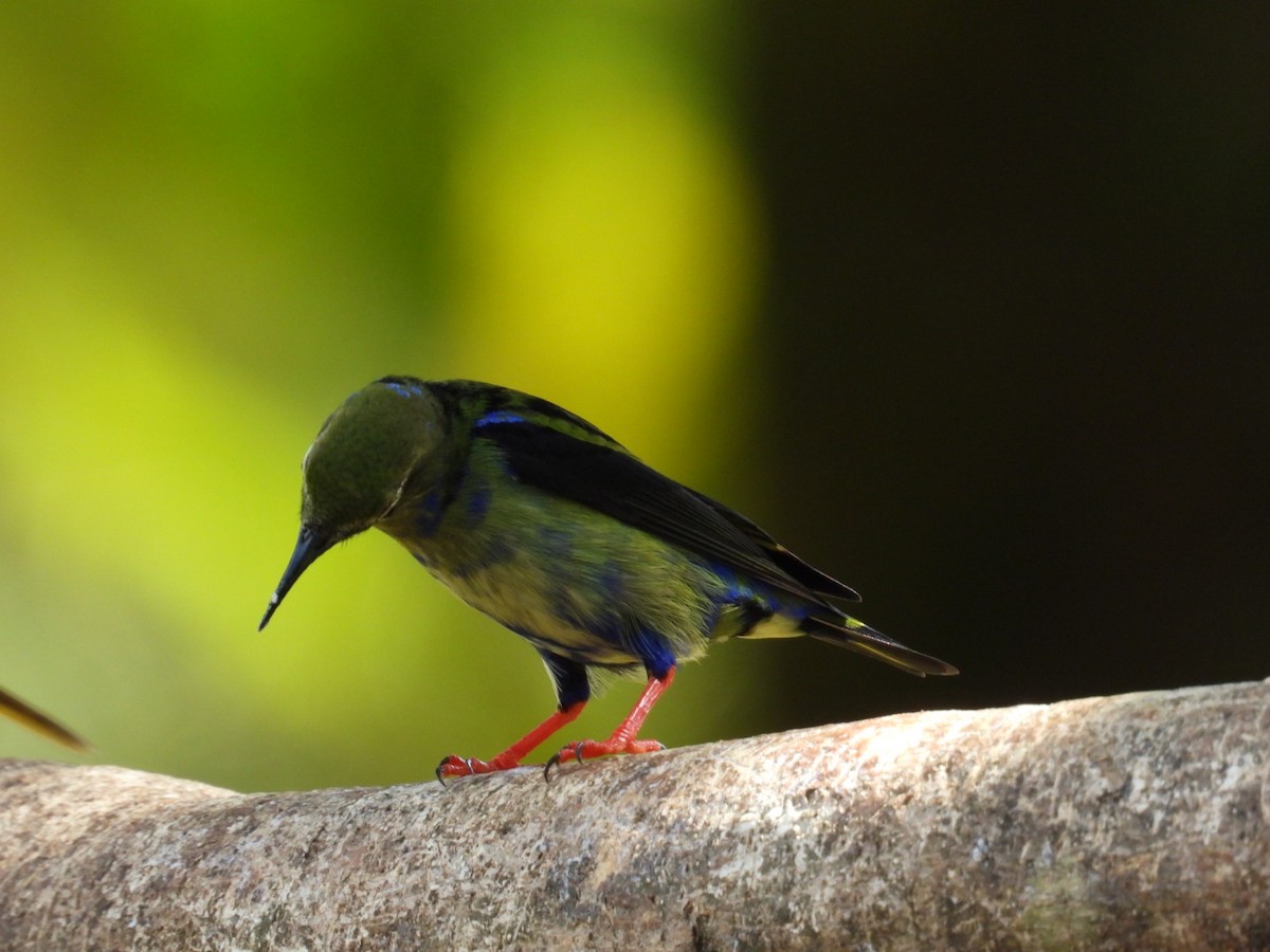 Red-legged Honeycreeper - ML647164426