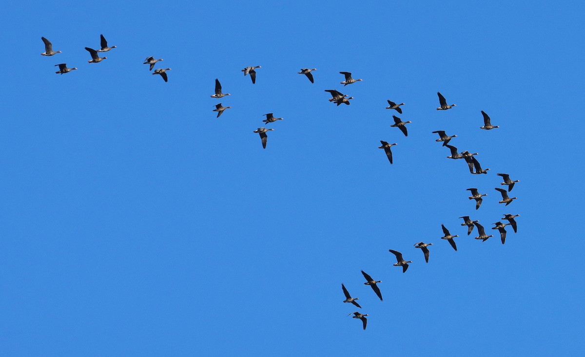 tundragås - ML647164427