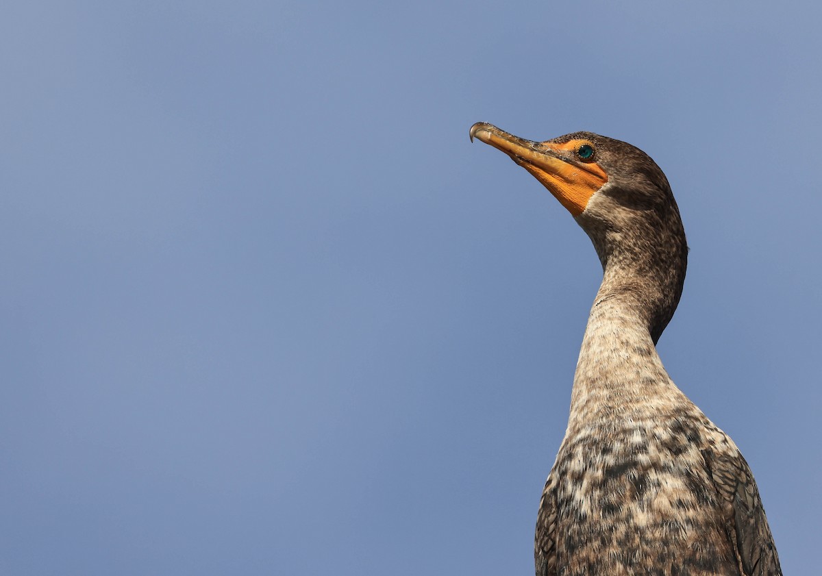 Double-crested Cormorant - ML647164431