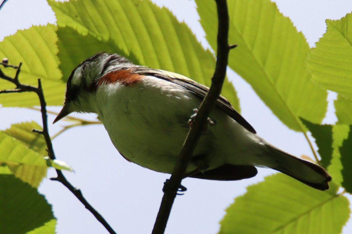 lesňáček rezavoboký - ML647164441