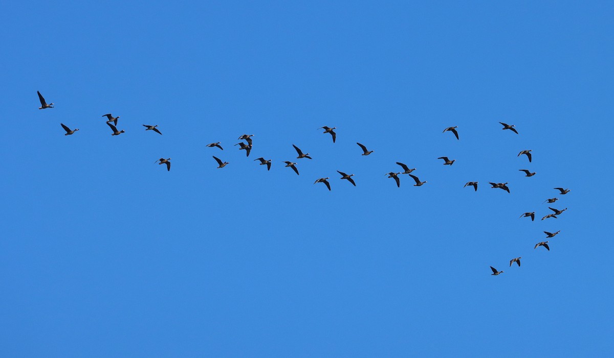 tundragås - ML647164444