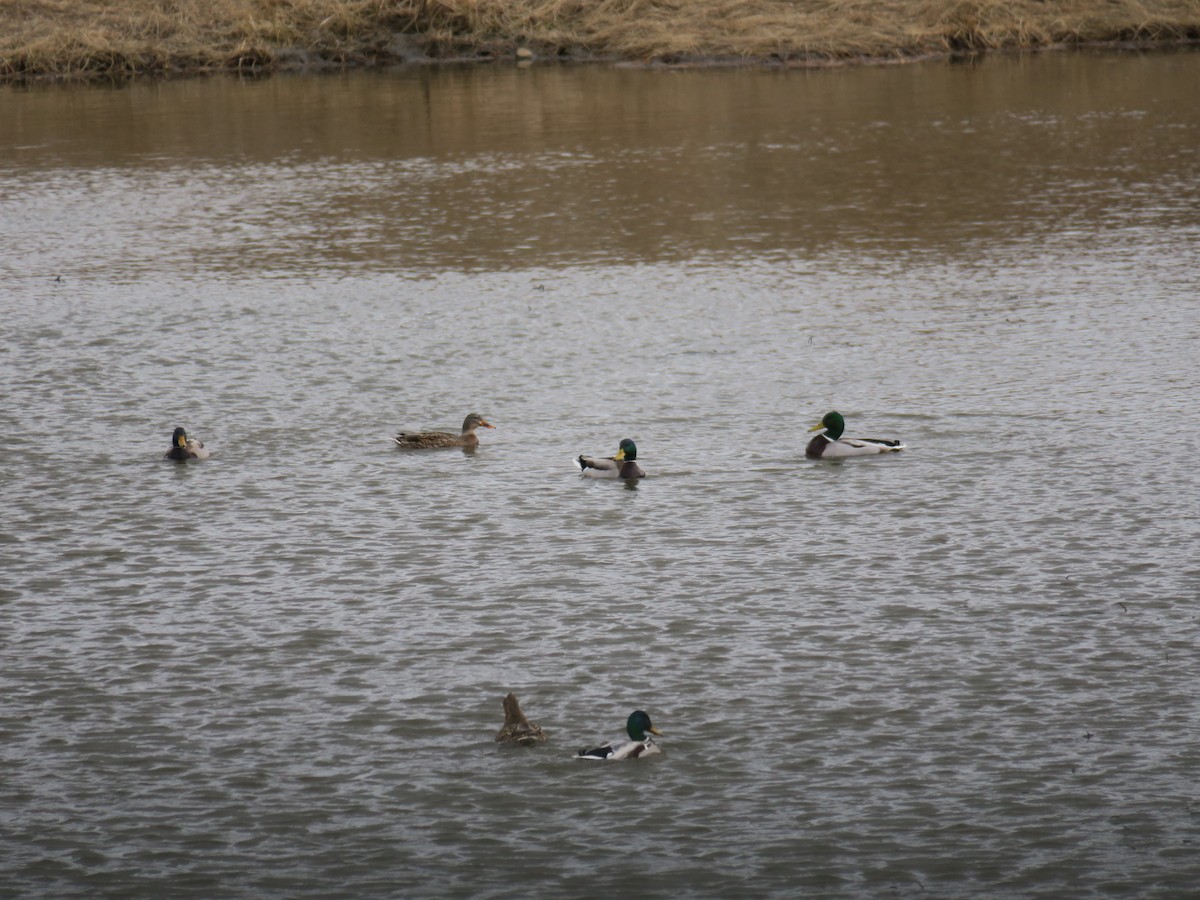 Mallard - ML647164446