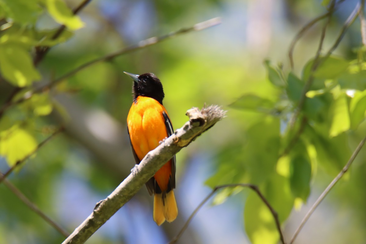 trupiál baltimorský - ML647164449