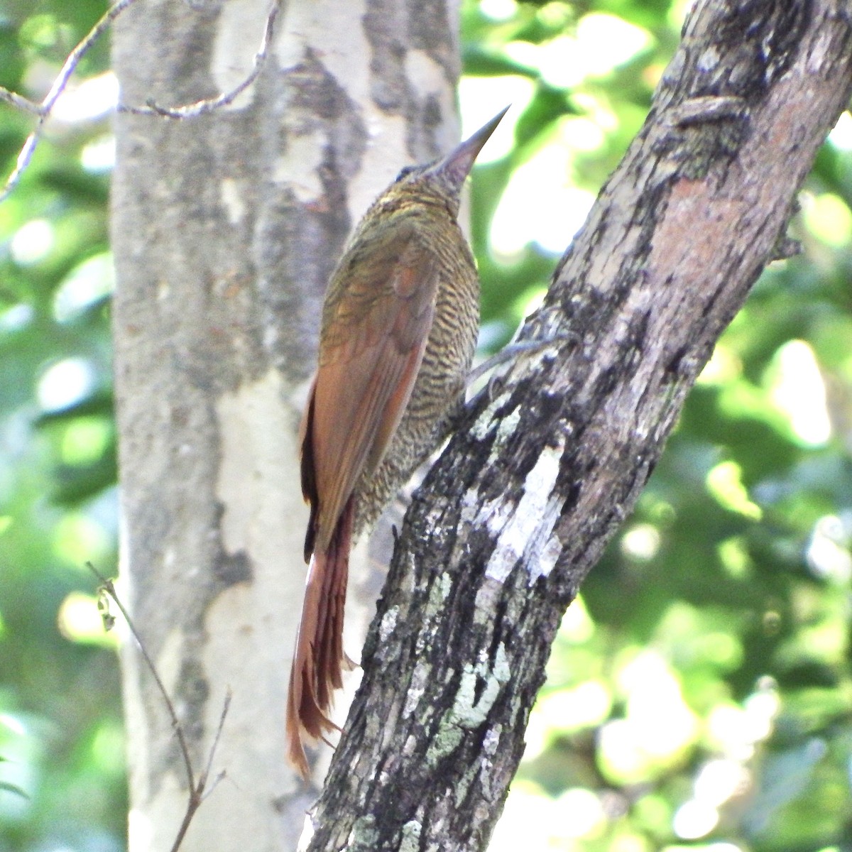 Northern Barred-Woodcreeper - ML647164462
