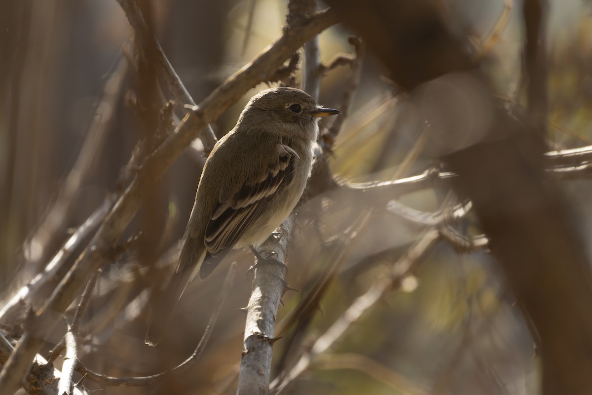 Gray Flycatcher - ML647164463