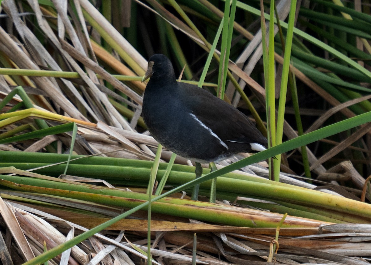 Курочка латиноамериканська - ML647164465