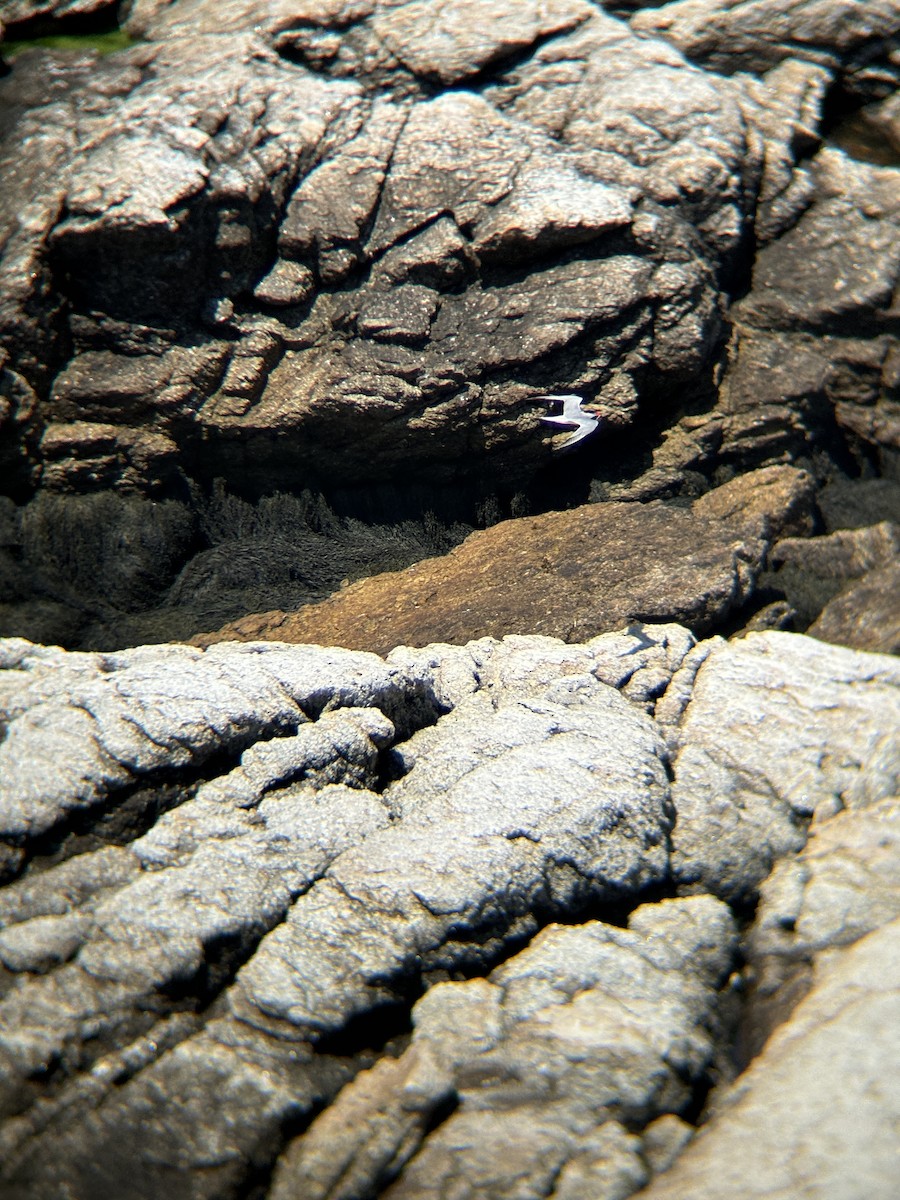 Common Tern - ML647164477