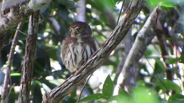 kulíšek brazilský - ML647164478