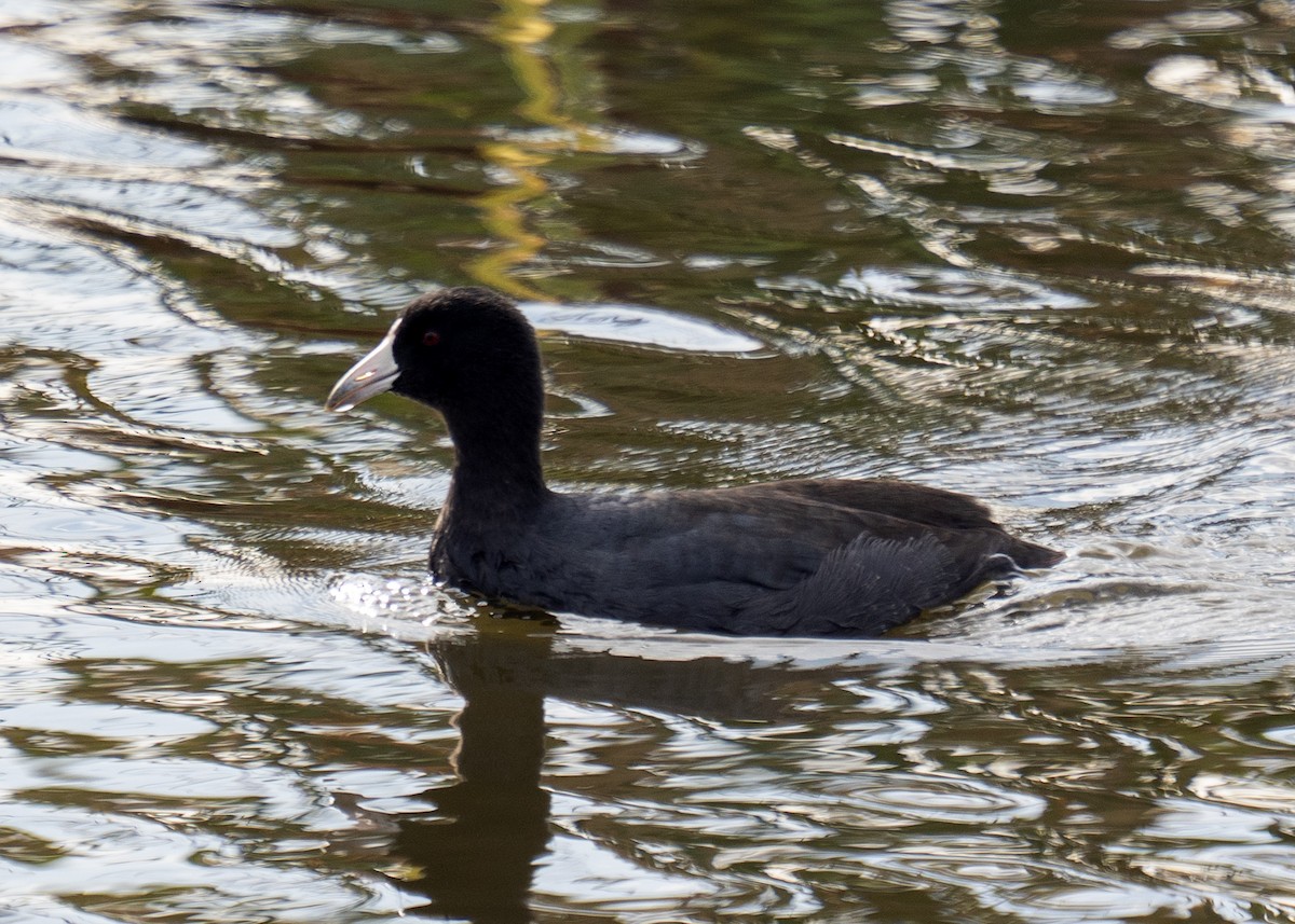 Лиска американська - ML647164479