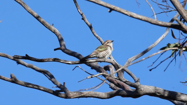 Horsfield's Bronze-Cuckoo - ML647164484