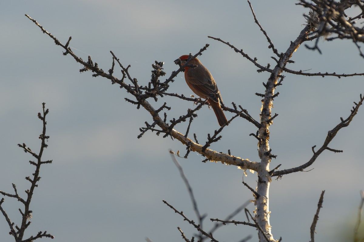 Hepatic Tanager - ML647164491
