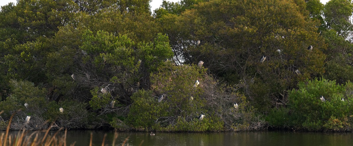 Black-crowned Night Heron - ML647164514