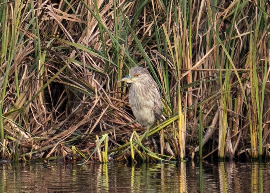 Black-crowned Night Heron - ML647164515
