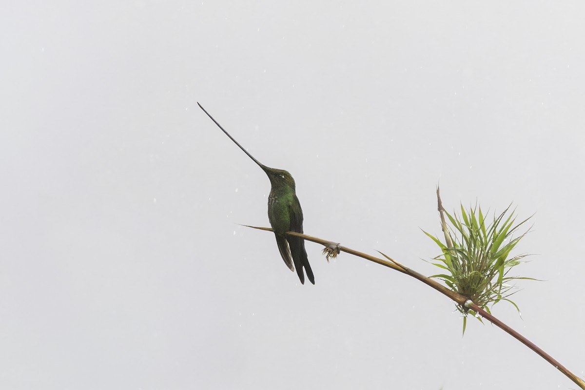 Sword-billed Hummingbird - ML647164516