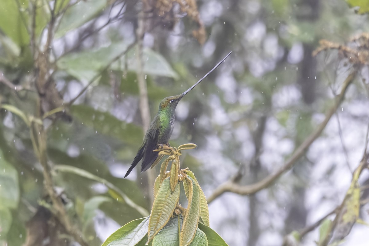 Sword-billed Hummingbird - ML647164517