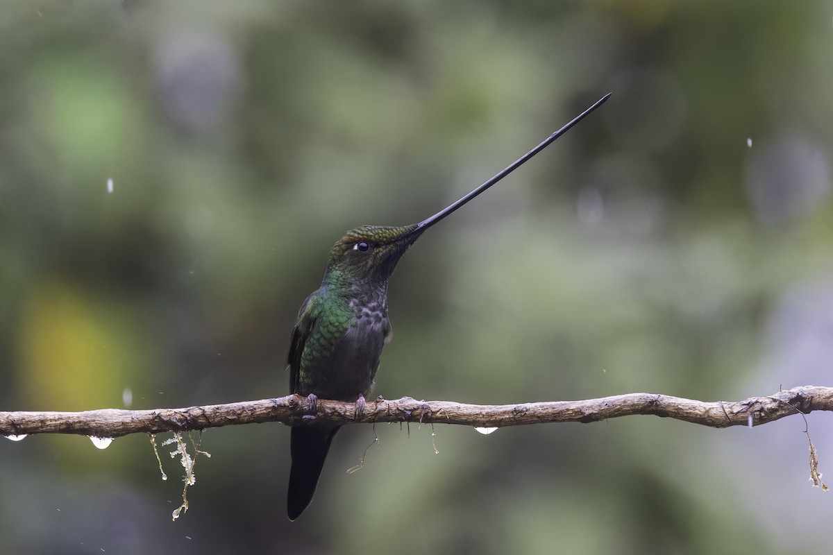 Sword-billed Hummingbird - ML647164518