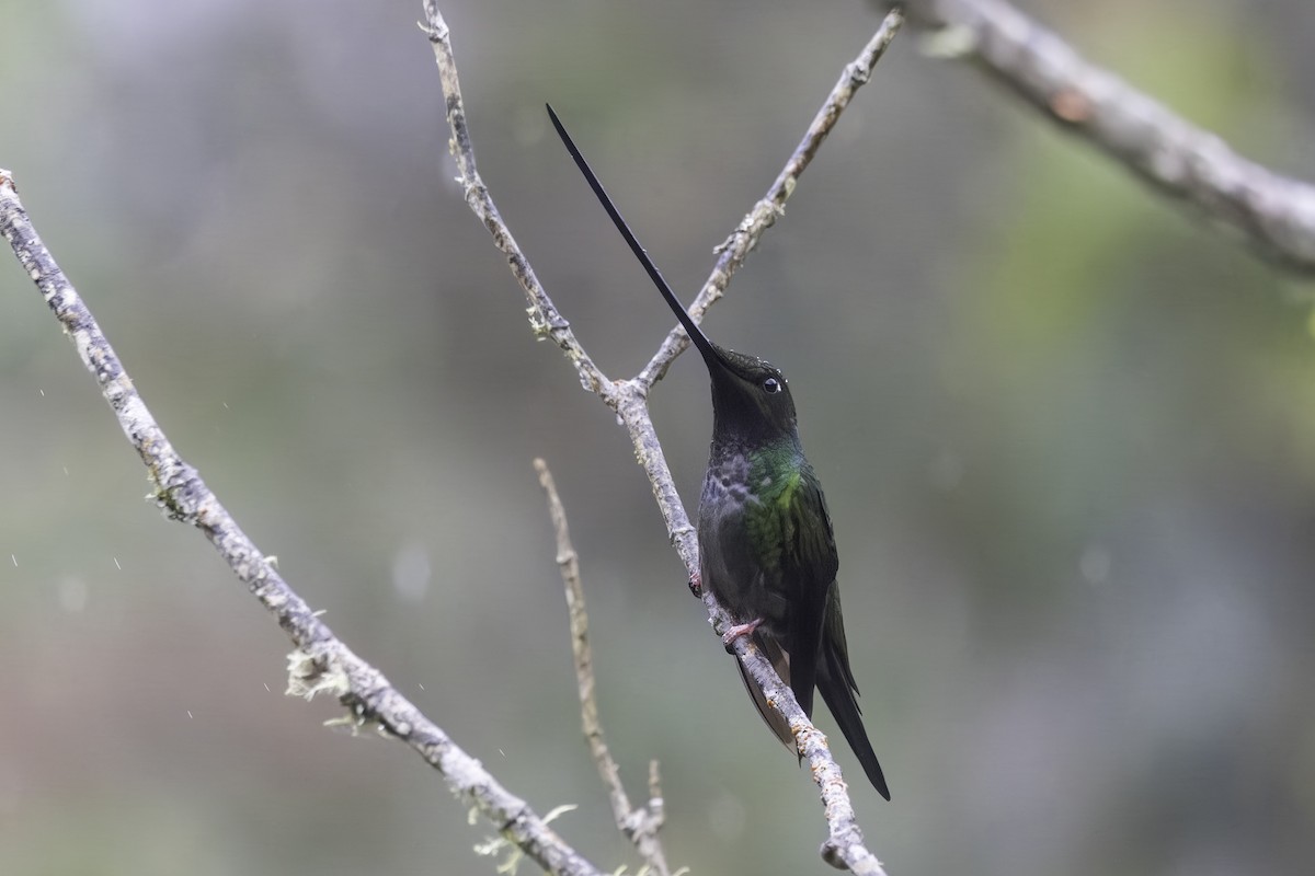 Sword-billed Hummingbird - ML647164519