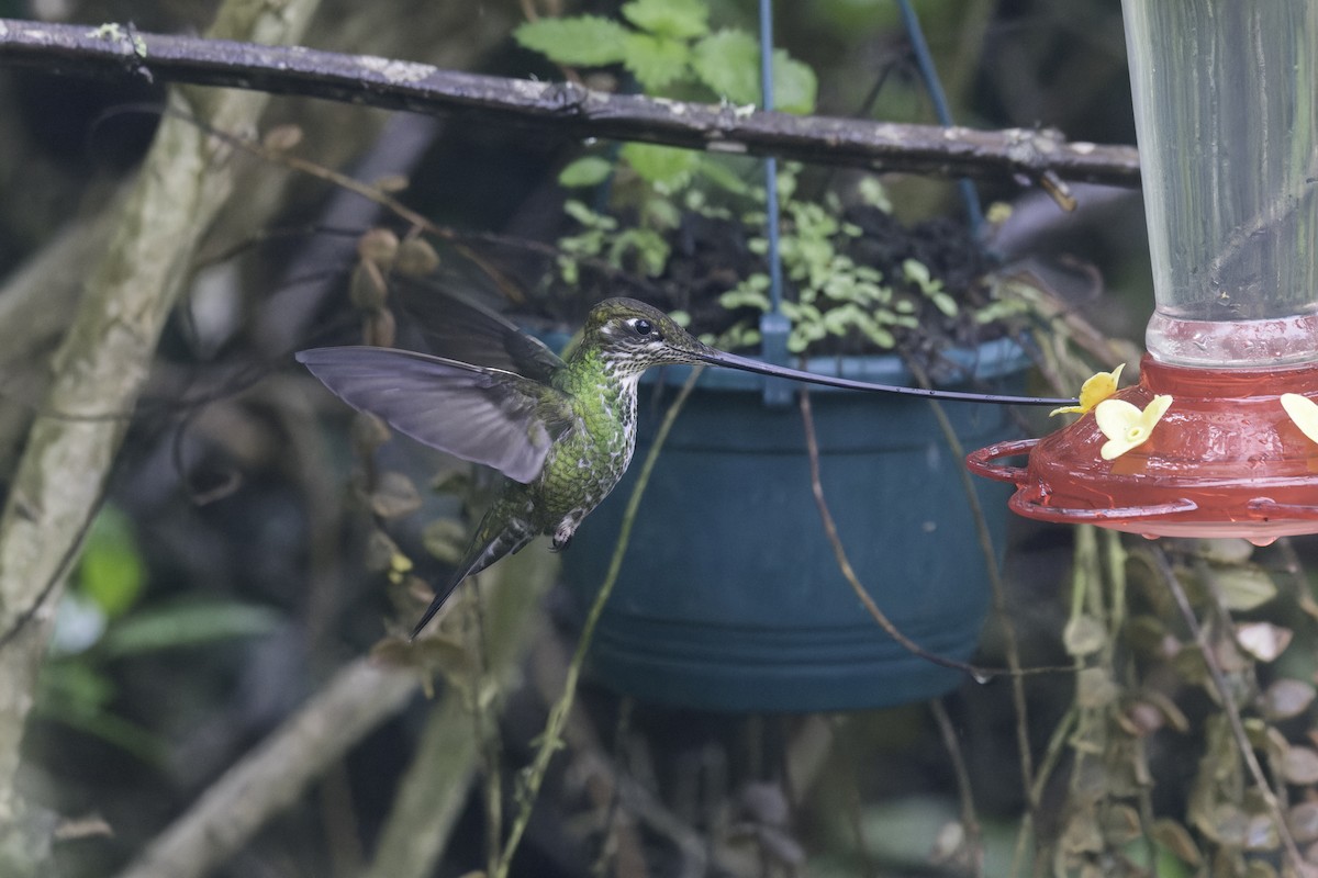 Sword-billed Hummingbird - ML647164520