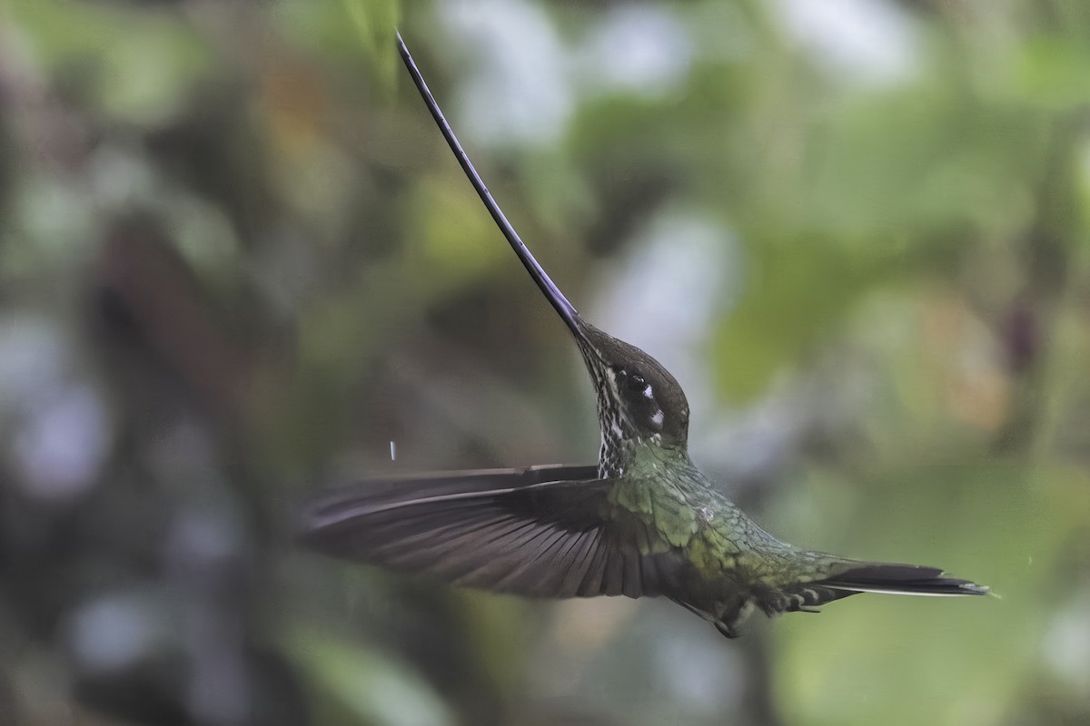 Sword-billed Hummingbird - ML647164521