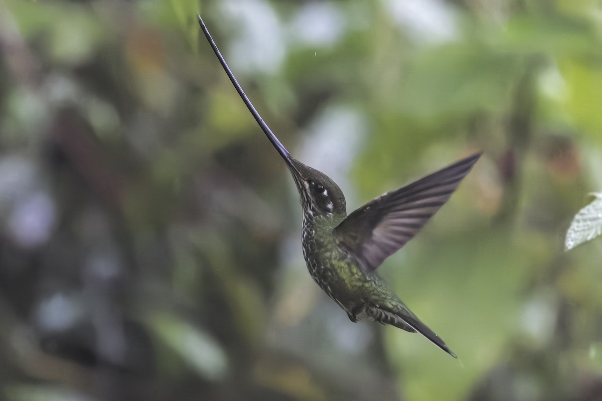 Sword-billed Hummingbird - ML647164522