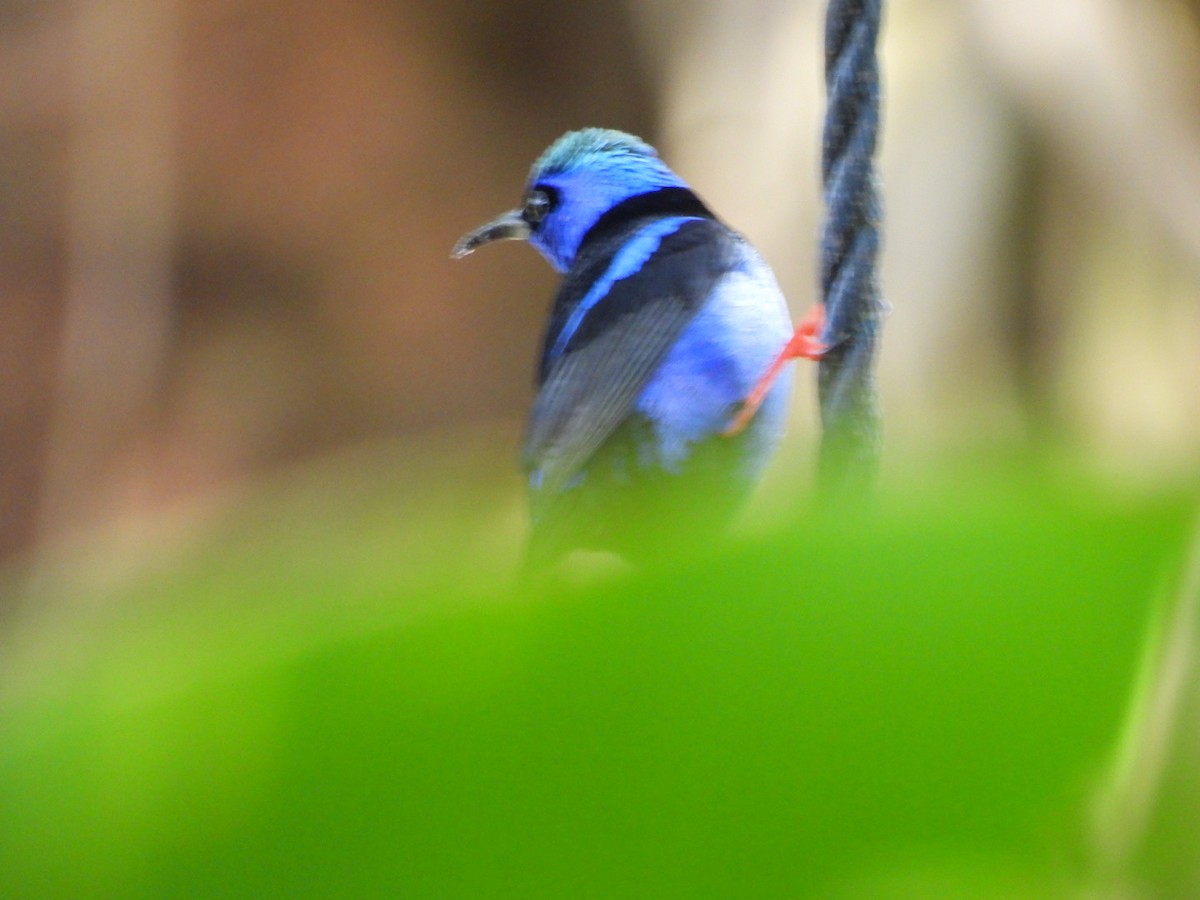Red-legged Honeycreeper - ML647164529