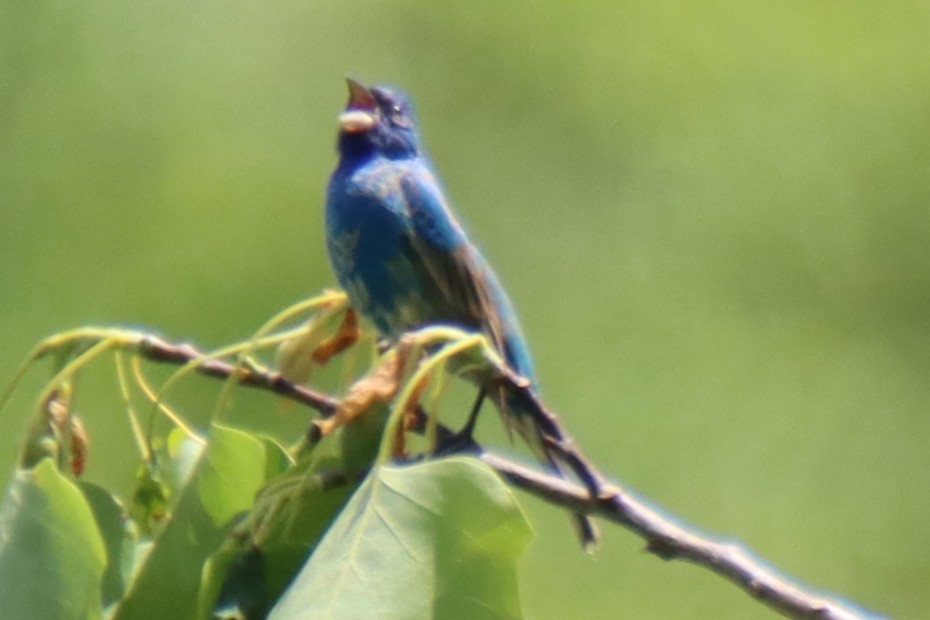 Mavi Çinte - ML647164530