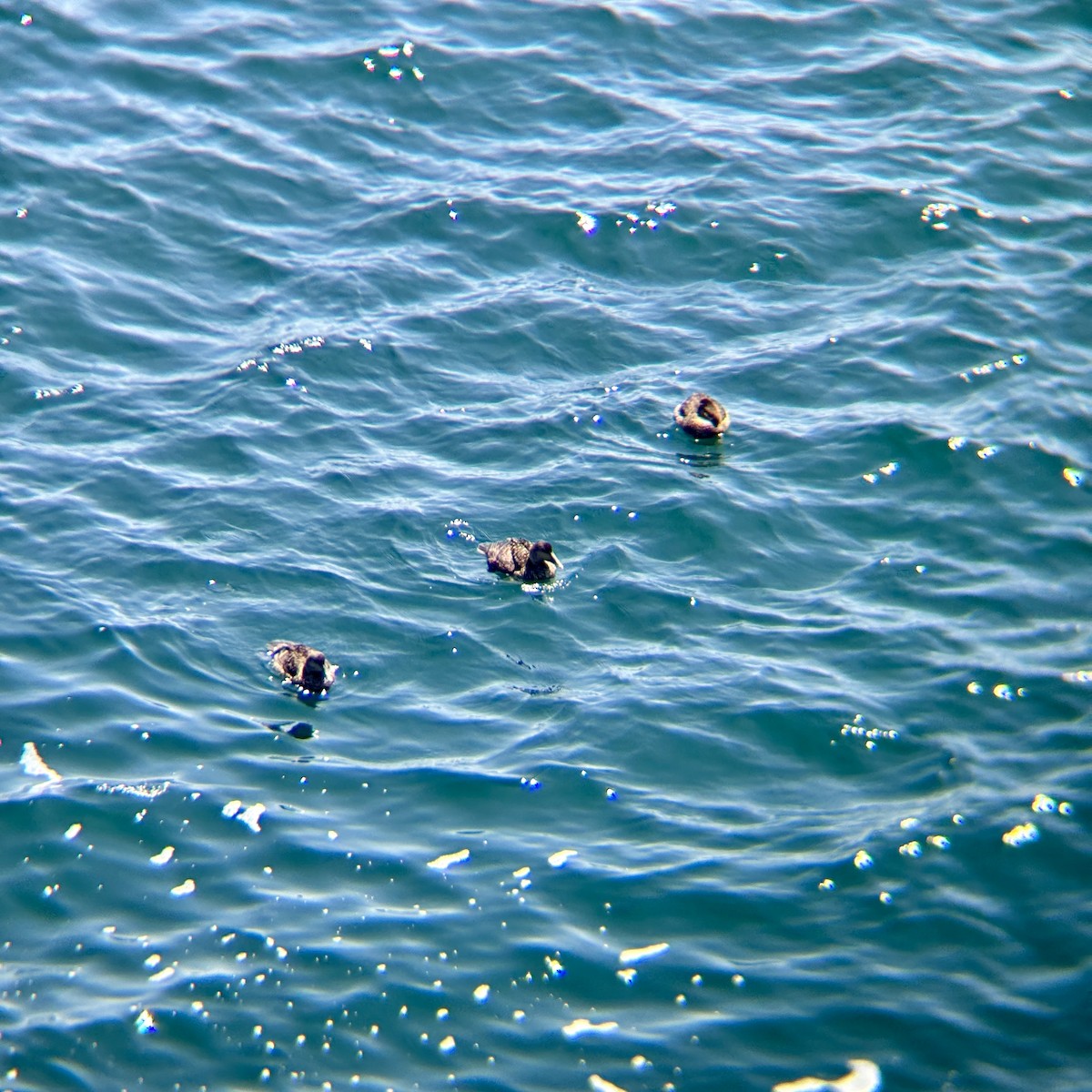 Common Eider - ML647164534