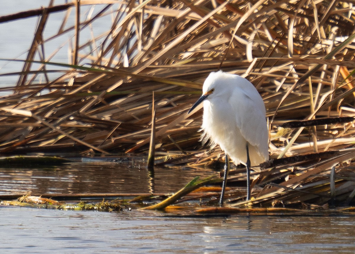 Snowy Egret - ML647164537