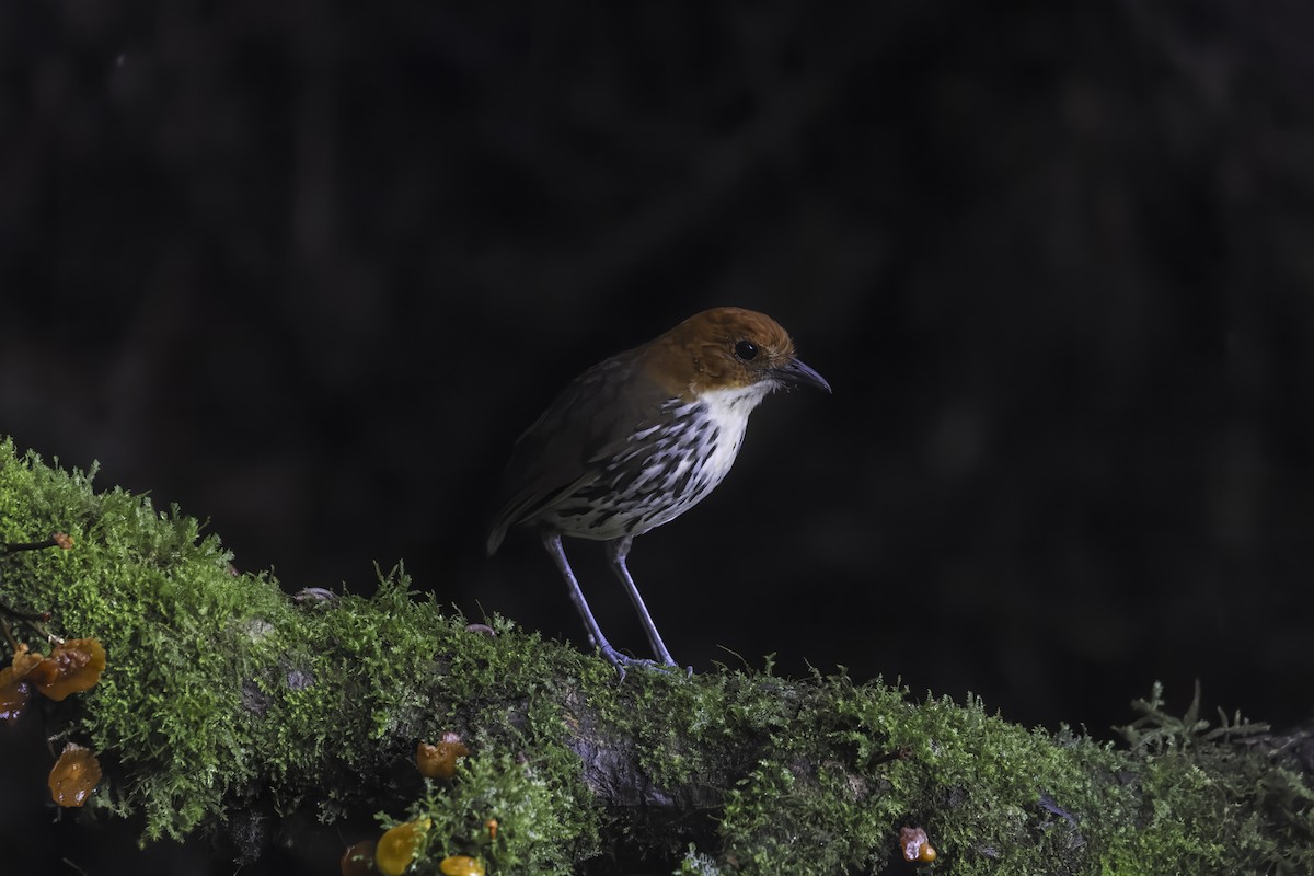 Chestnut-crowned Antpitta - ML647164539