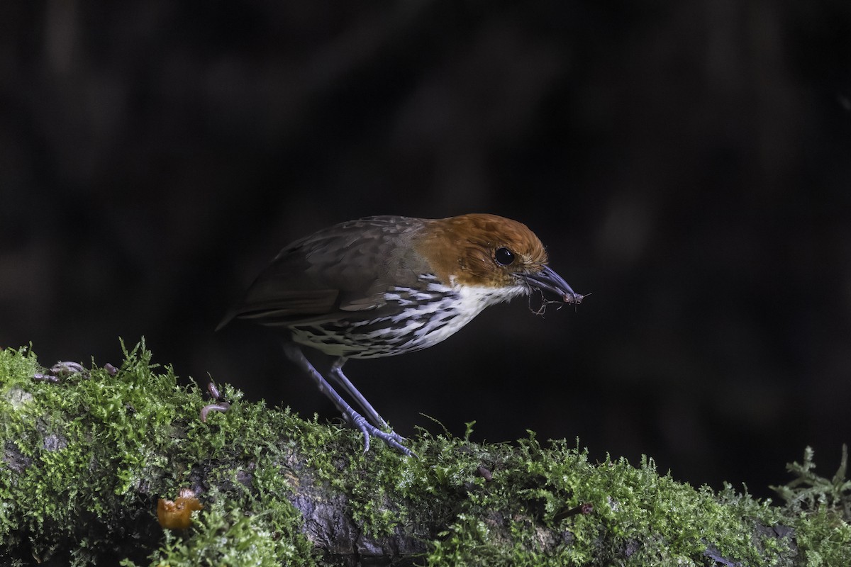 Chestnut-crowned Antpitta - ML647164540