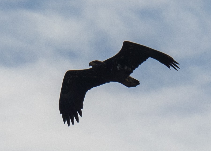 Golden Eagle - ML647164543