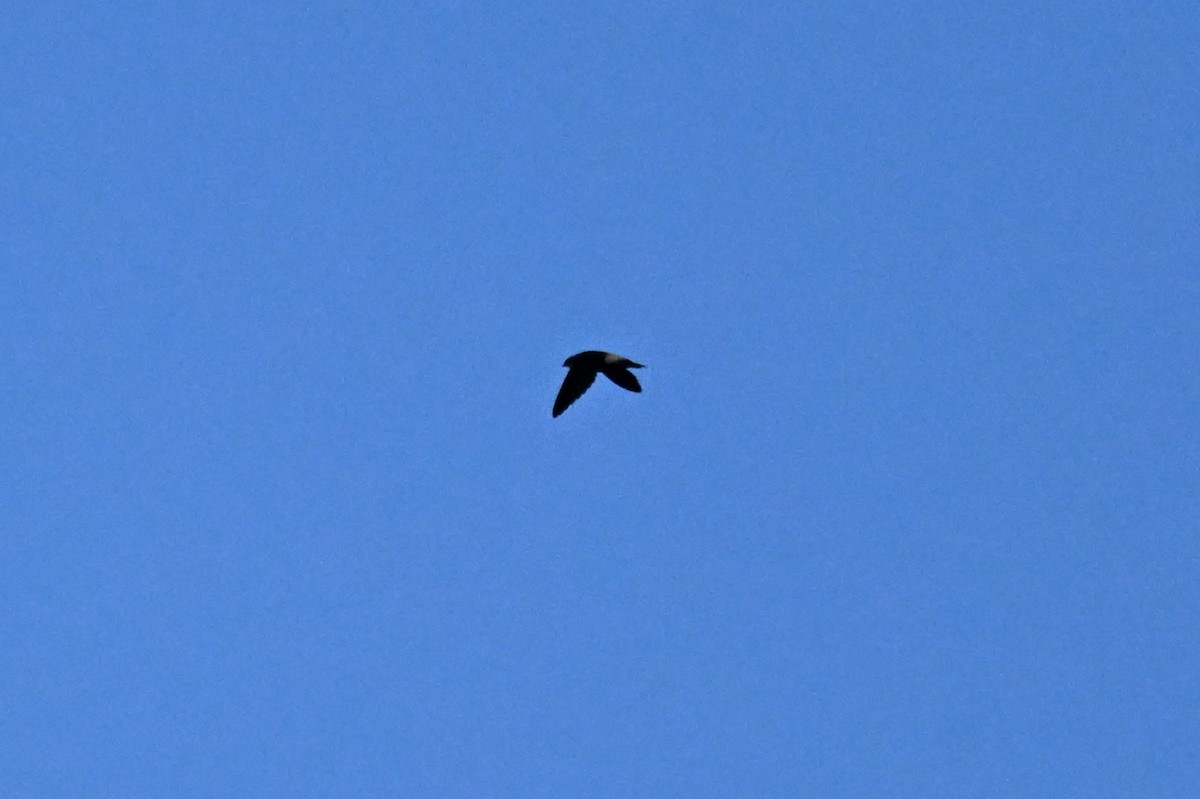 Gray-rumped Swift - ML647164545