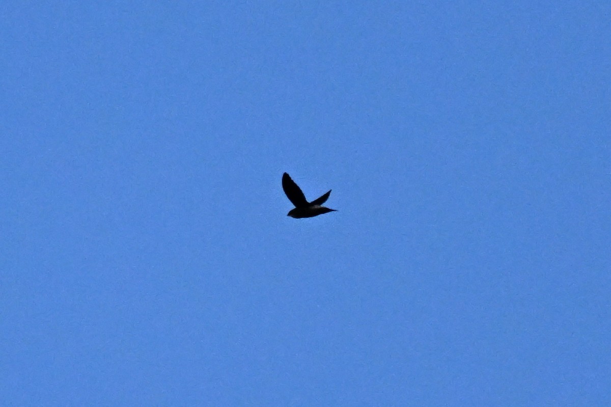 Gray-rumped Swift - ML647164546