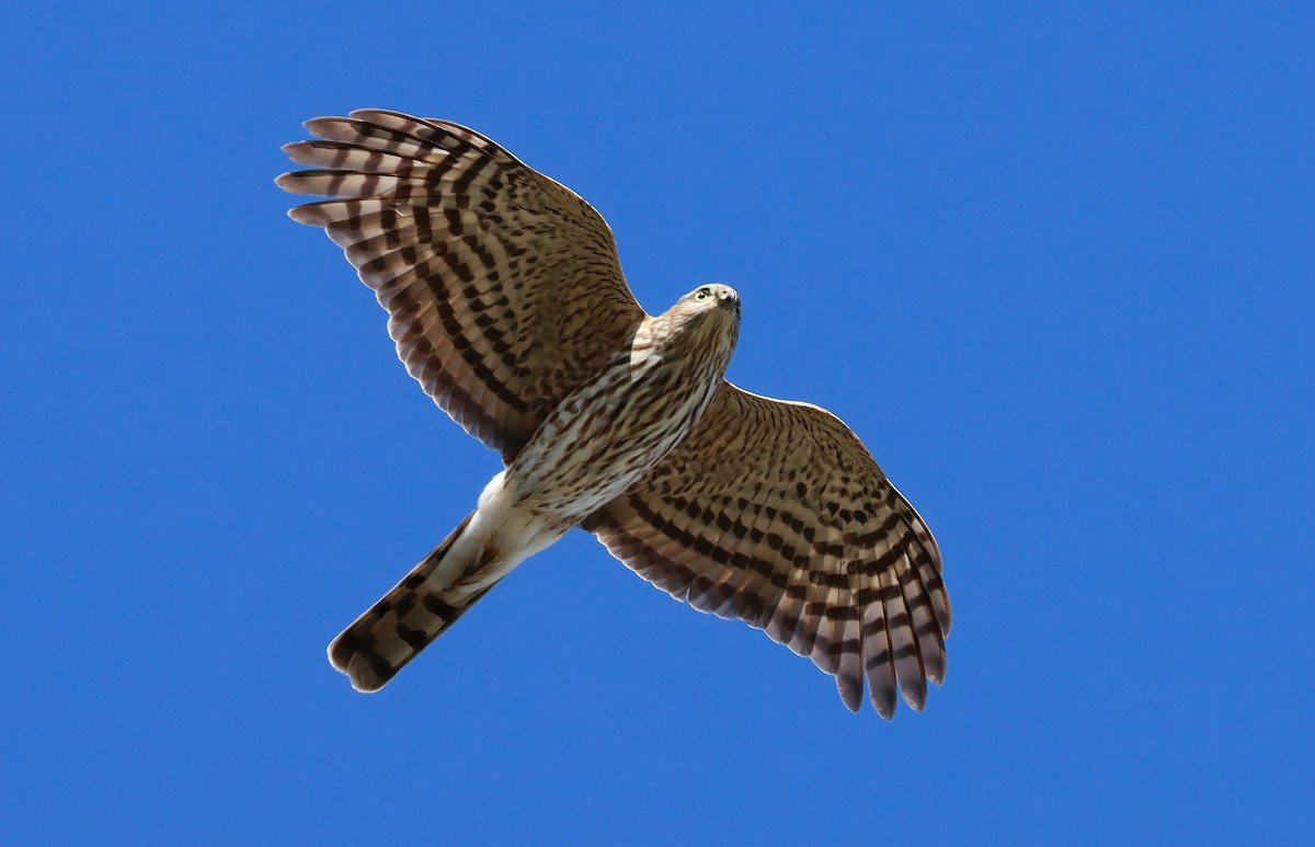 Sharp-shinned Hawk - ML647164555