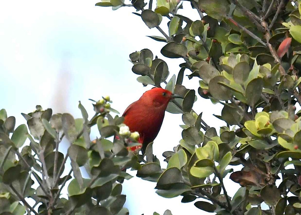 Apapane - ML647164556