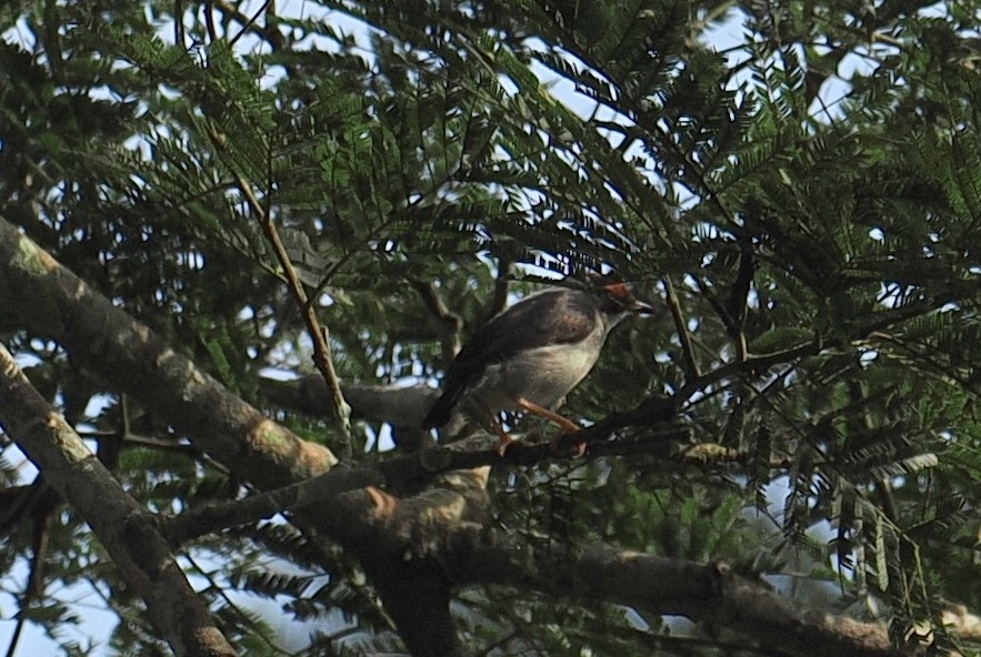 African Shrike-flycatcher - ML647164557