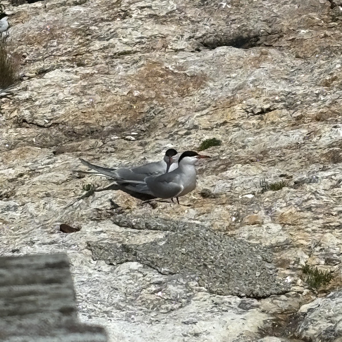 Common Tern - ML647164572