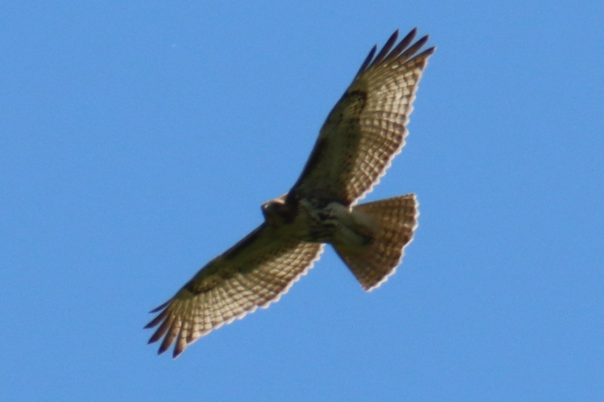 káně rudochvostá - ML647164573