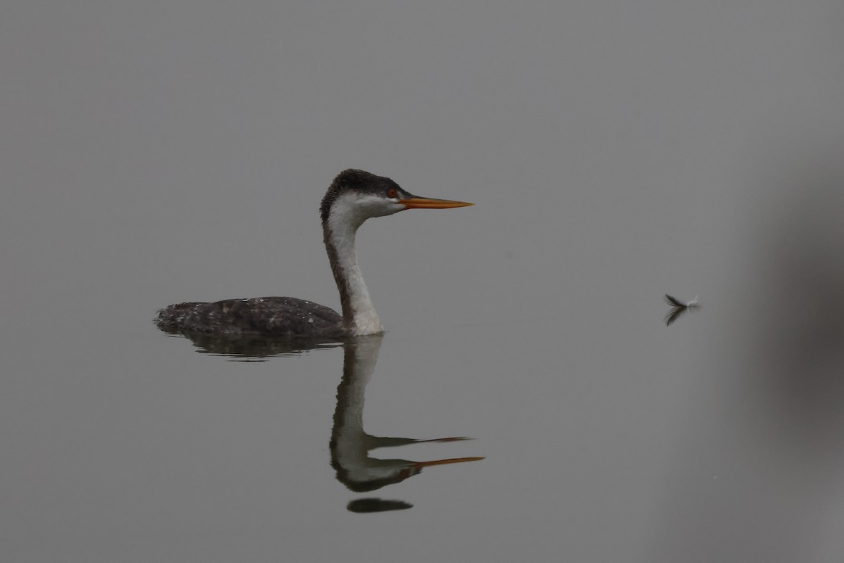 Clark's Grebe - ML647164578