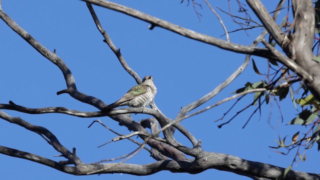 kukačka bronzová - ML647164584